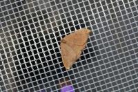 Watsonalla binaria