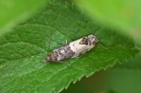 Spilonota ocellana