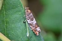 Ancylis achatana