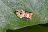 Acleris variegana