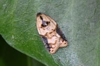 Acleris variegana