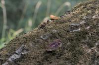 Apatura ilia