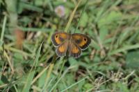 Pyronia tithonus
