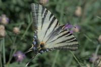 Iphiclides podalirius