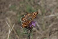 Melitaea phoebe
