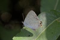 Celastrina argiolus