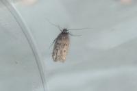 Hofmannophila pseudospretella