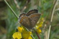 Aricia agestis