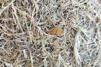 Lythria purpuraria