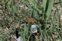 Lythria purpuraria