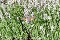 Macroglossum stellatarum
