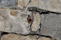 Aglais urticae