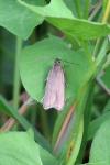 Acompsia cinerella