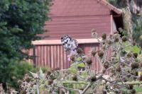 Melanargia galathea