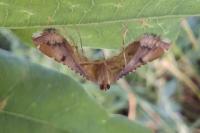 Endotricha flammealis