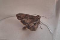 Apamea monoglypha
