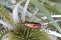 Nemophora