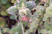 Ostrinia nubilalis