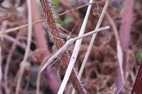 Emmelina monodactyla