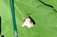 Xanthorhoe fluctuata