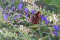 Euclidia glyphica