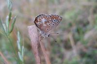 Aricia agestis