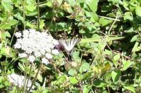 Iphiclides podalirius