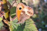 Pyronia tithonus