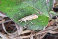 Agriphila straminella