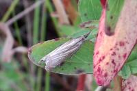 Chrysoteuchia culmella