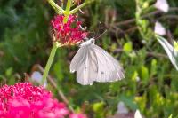 Pieris napi