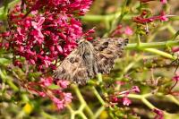 Carcharodus alceae