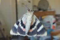 Catocala nupta