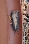 Peridroma saucia