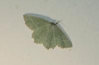 Thalera fimbrialis