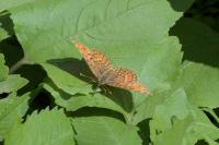 Melitaea phoebe