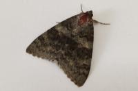 Catocala nupta