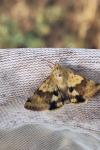 Heliothis viriplaca