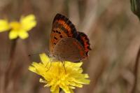 Lycaena phlaeas