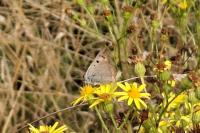 Lycaena phlaeas