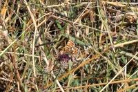 Melitaea phoebe