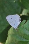 Celastrina argiolus