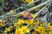 Coenonympha pamphilus
