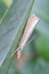 Agriphila straminella