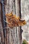 Polygonia c-album