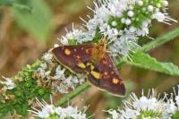 Pyrausta aurata