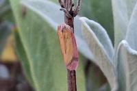 Oncocera semirubella
