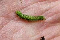 Orthosia gothica