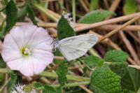 Leptidea sinapis