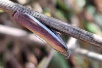 Oncocera semirubella